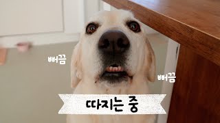 Retriever complains about staying at a hotel for 7 days