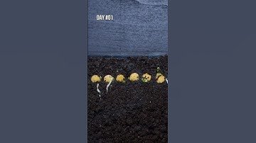 How to grow Lentils Sprouts - Microgreen Time-lapse