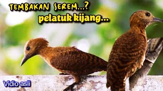 TEMBAKAN SEREM...? PELATUK KIJANG ||  suara bersih ngerol panjang