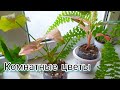 🌿Indoor flowers🌿19 октября🌷Комнатные цветы