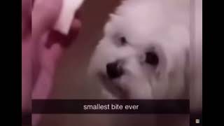 Smallest bites ever