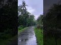 After Heavy Rain, Walking Through a Quiet Village Wrapped in Calm and Fresh Earth Air