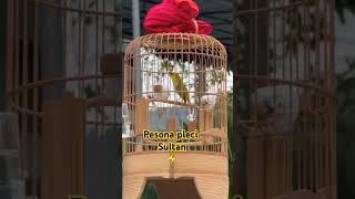 Download Lagu Pleci sultan super gacor #plecigacor #viralshorts #fypシ゚ #kicaumania MP3