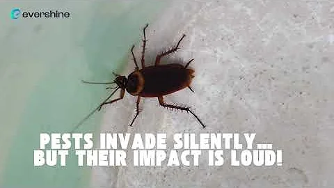 Effective General Pest Control for Homes & Offices in the UAE | Safe & Reliable Solutions