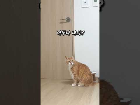 [다시보기]문열리길 기다리다 아무나 나오라고 한국말 하게 된 18세 장수고양이 #neko #고양이 #cat thumbnail
