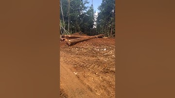 Dozer komatsu D68ess pushing logs#alatberat #kayubalak #komatsu  #heavyequipment #worker