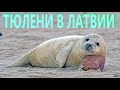 Тюленёнок на берегу рижского залива / Тюлени в Латвии / Seal in Baltic / Ronis Baltijas krastā 4k