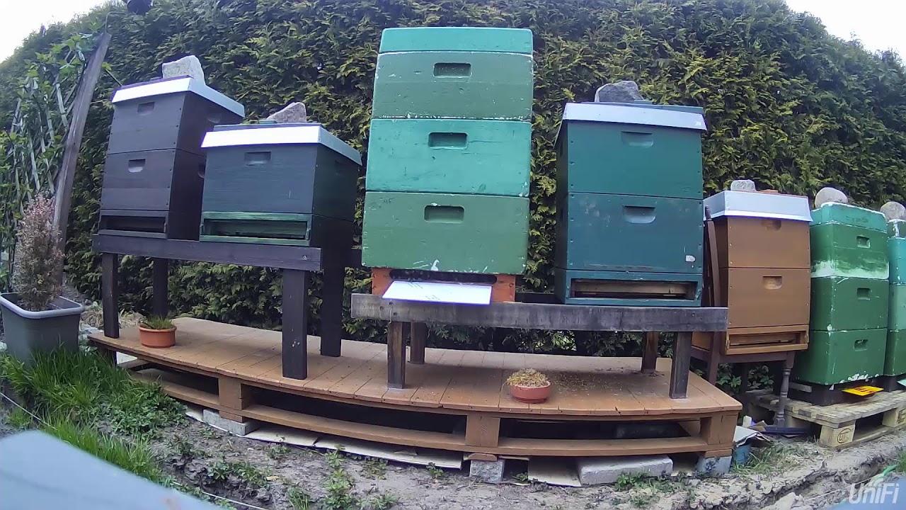 Livestream von Bee-ToAck