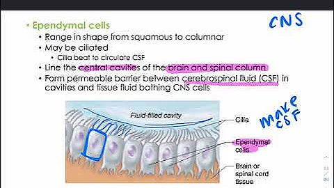 CH11 - The Nervous System & Nervous Tissue - Part 1