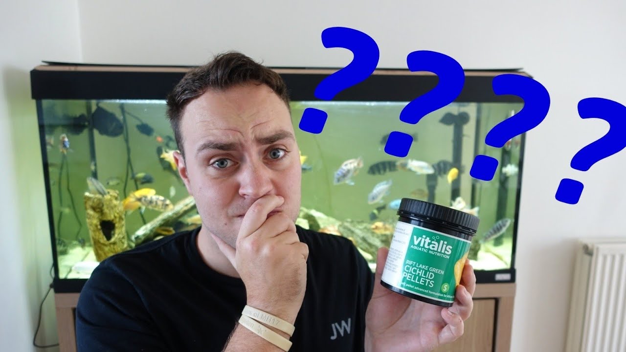What do I feed my African Cichlids? YouTube