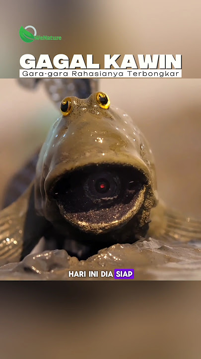 Gelodok Jantan ini Gagal Kawin, Ternyata Dia Mata-Mata Manusia! #faktaunik #cerita #hewan