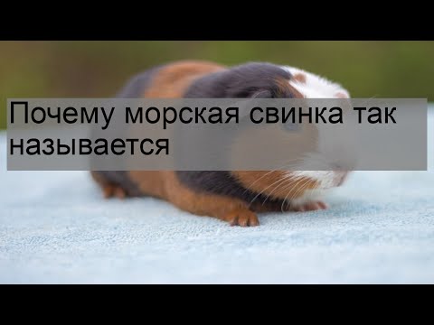 Почему морская свинка так называется