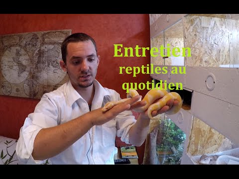 snake reptiles pictures Entretien reptiles au quotidien