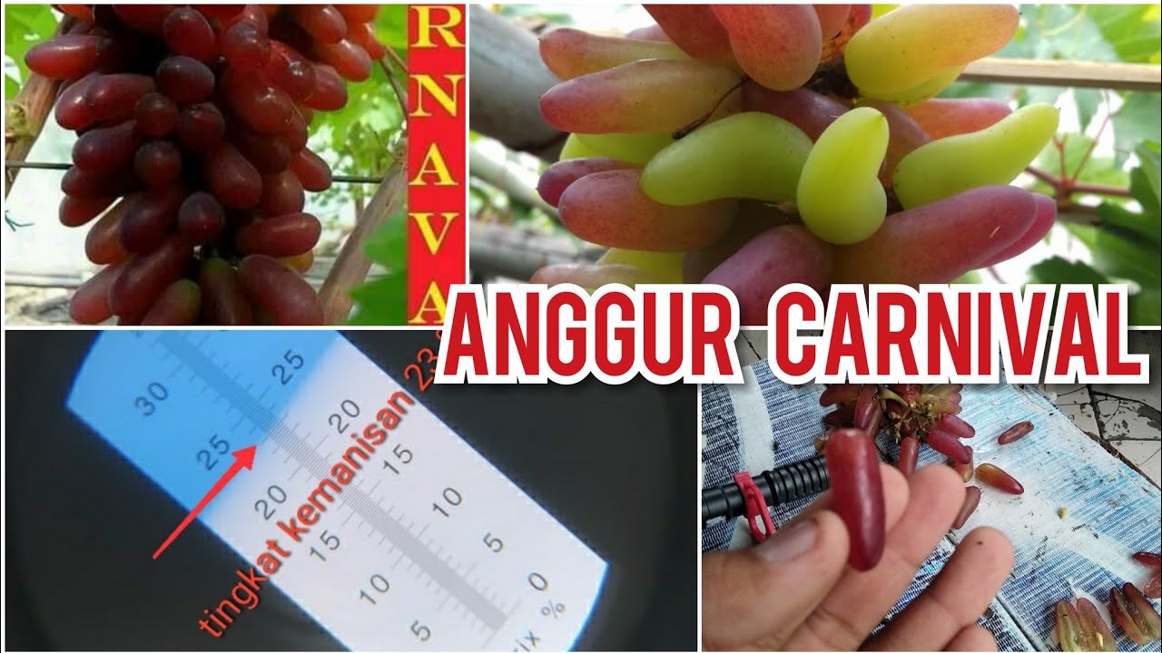 Berbentuk jari Si Anggur Carnival