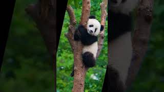 cute panda wallpapers ( hope you enjoy) 🐼🐼🐼🐼🐼🐼