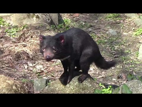 Tasmanian Devil タスマニアデビル - YouTube