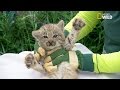 Trop chou !! Examen de 4 bébés lynx