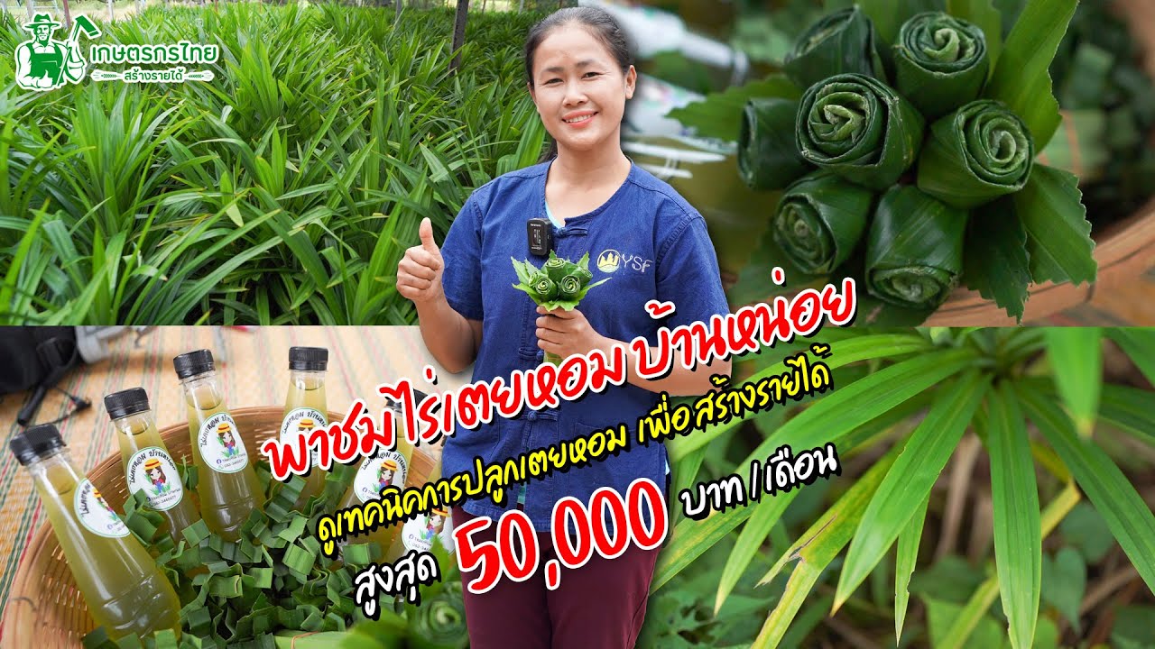 พาชมสวนปลูกเตยหอม สร้างรายได้สูงสุด เดือนละ 50,000 บาท  l Ep111 ชมสวนเกษตรกรไทย