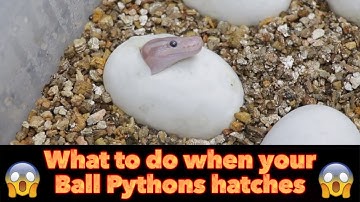 My BALL PYTHONS are HATCHING - WHAT NOW?
