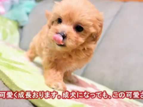 ミックス犬 トイプードル マルチーズ 熊本県 女の子