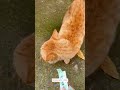#funny #youtube #cat #youtubeshorts #pets #funnyanimals #lifeisbutadream #animals