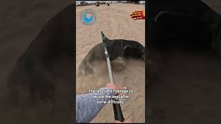 Seal Bull Saved From Plastic Strap #shorts