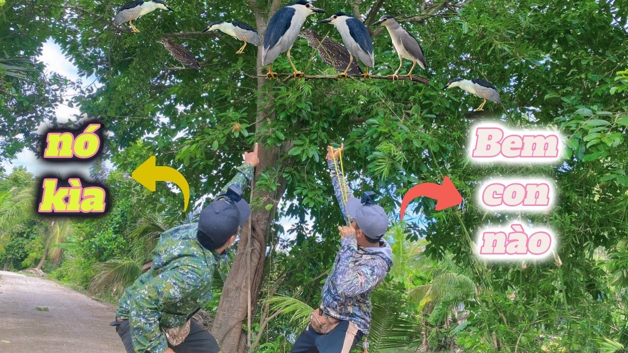 Kéo cả team đi kiếm mòi và đụng phải ổ con vạc trên cây | Đảm Nguyễn