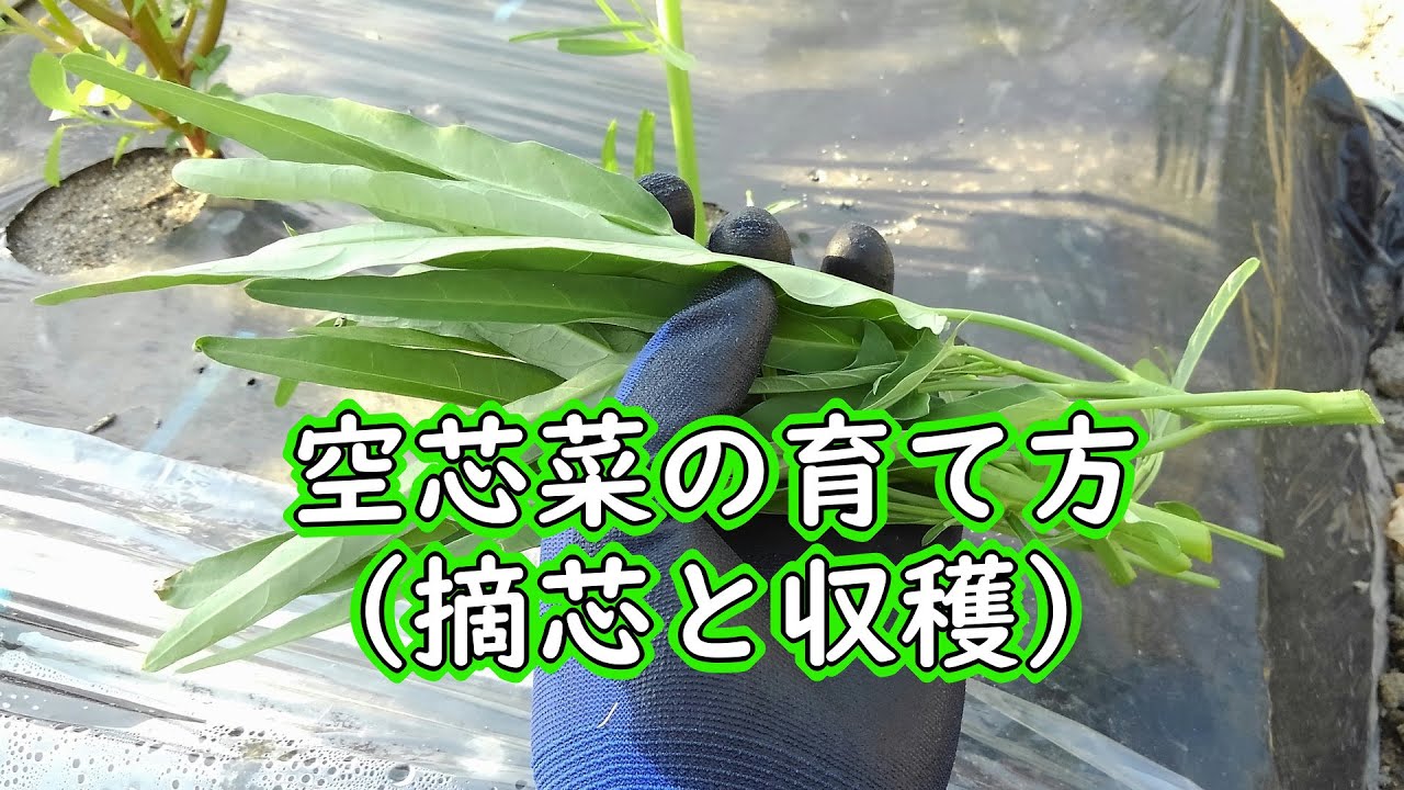 空芯菜の育て方 摘心と収穫 有機栽培でおいしい野菜作り