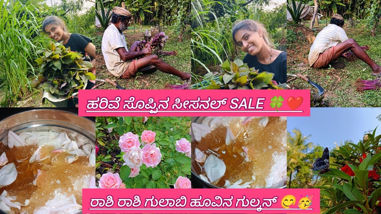 ರಾಶಿ ರಾಶಿ ಗುಲಾಬಿ ಹೂವಿನ ಗುಲ್ಕನ್😋🥳ಹರಿವೆ ಸೊಪ್ಪಿನ ಸೀಸನಲ್ Sale 🍀❤️