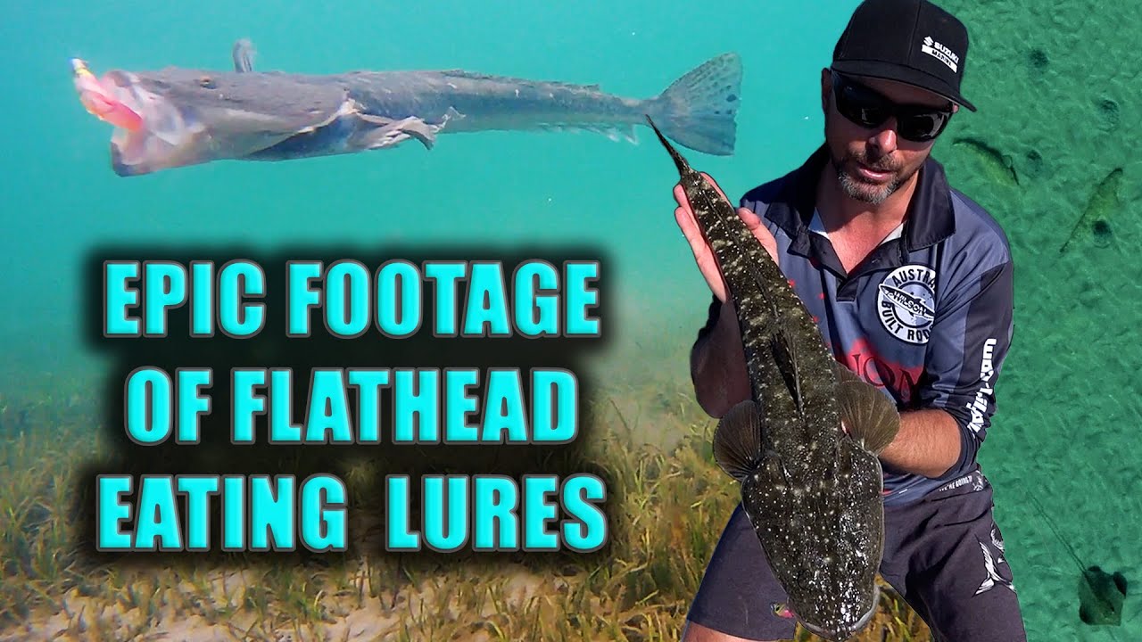 FLATHEAD EATS LURES on UNDERWATER & AERIAL DRONE  How to catch Flathead on  the flats with plastics 