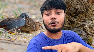 নিল কোয়েল গুলোর বাচ্চা ফুটেছে আবার | King quail breeding