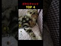ガキとキャットTOP4 #shorts