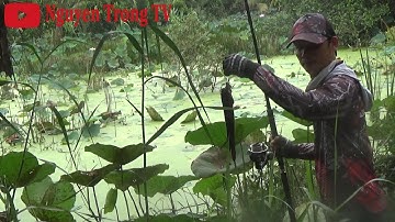 Câu cá lóc ngoài Tràm Chim || Hầm Bèo Lâu năm Toàn hàng khủng #91