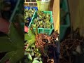 実生はうまくいかない。久々今年は蒔いてみようかな。実生アガベ。