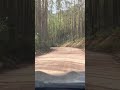 UMA FLORESTA MARAVILHOSA