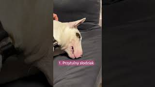 Dwa Oblicza Bulteriera