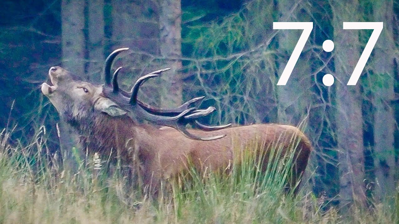 Rold skov og de store hjorte 2024 - del 7