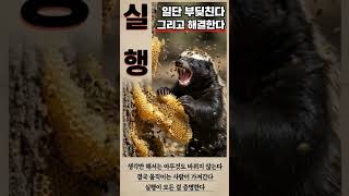 꿀잡이새 vs 벌꿀오소리​