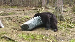Be bear aware: secure your garbage