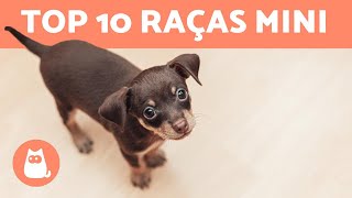 10 RAÇAS DE CACHORROS TOY