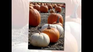 2012 十月 . Pumpkin Patch ~ kids 4 fun @ Perry Family Farm -1010'12