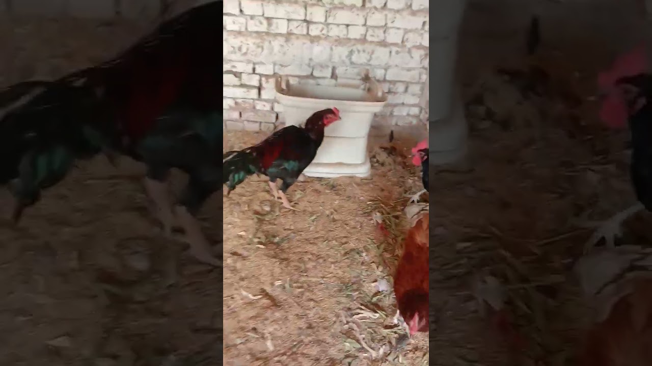 RIR Layed a huge size egg 😍 [ Nature lover ]