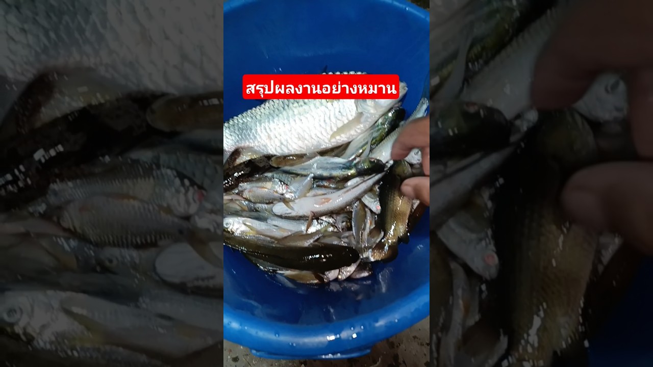 สรุปผลงานอย่างหมานของค่ำคืน #fishing #หว่านแห #fish