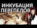 Инкубация ПЕРЕПЕЛОВ - ТЕМПЕРАТУРА и ВЛАЖНОСТЬ / график инкубации перепелиных яиц