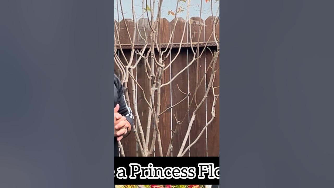 How to prune a Tibouchina 'Princess Flower' tree in Spring YouTube
