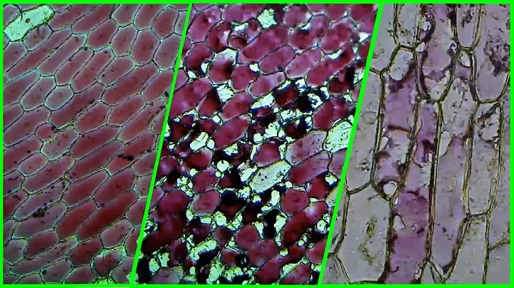 Osmosis in Red Onion Cells