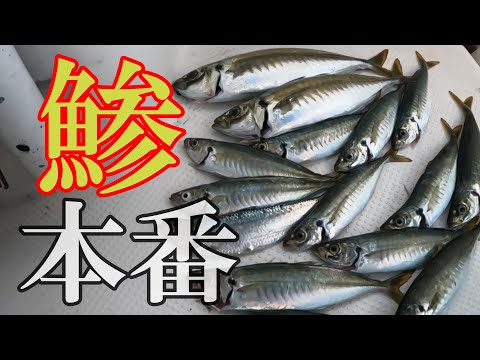 鯵本番】マルアジ釣行 最盛期本番突入！船釣りサビキ1本釣りの調査記録
