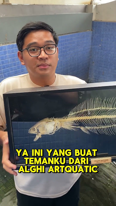 AKU BIKIN IKAN CHANNA MARU TERBESAR AKU JADI ARTICULATING SKELETON!