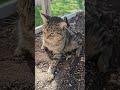 Enough water and sun and you too can grow your own cats