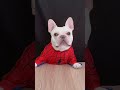 January 21 Part1 #shorts #reaction #funny #cutedog